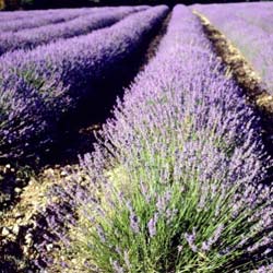 Lavandula angustifolia